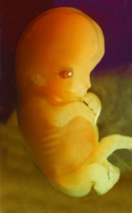 02_Services_b_Fetal Development - 7weeks